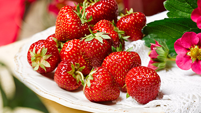 Fruchtstauden & Erdbeeren Wenzl