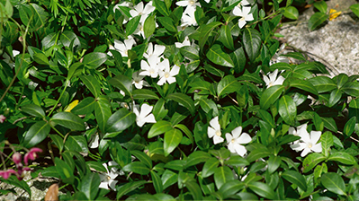 Bodendecker / Laubgehölze / Bodendeckerrosen Wenzl